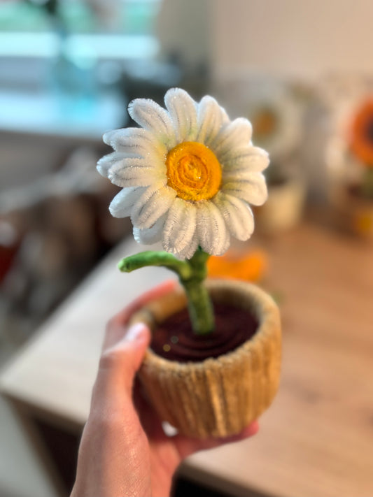 Mini Marguerite