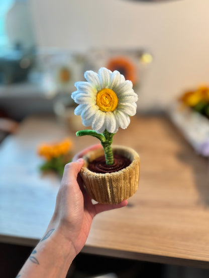 Mini Marguerite