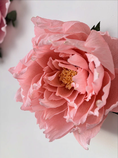 Pivoine Enchantée