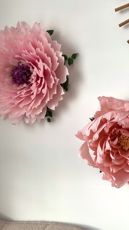 Pivoine Enchantée