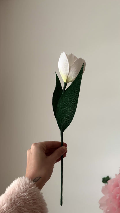 Tulipe Enchantée